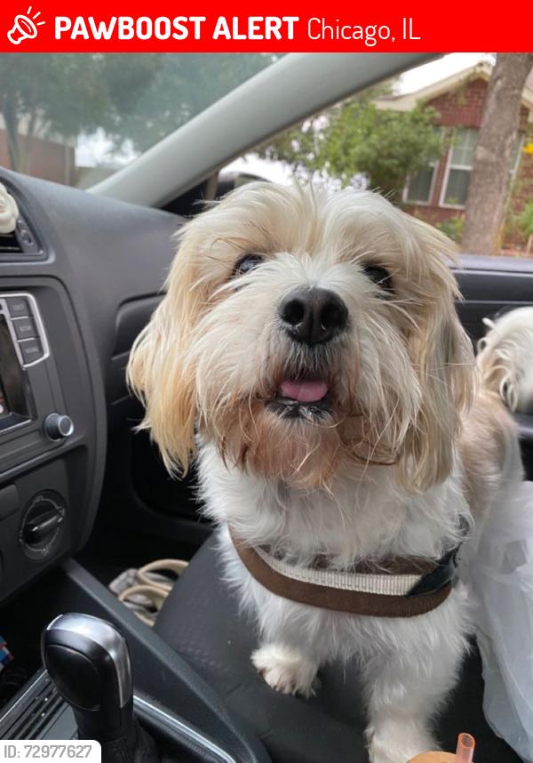Lost Male Dog last seen W Buena and N Broadway, Chicago, IL 60613