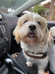 Lost Male Dog last seen W Buena and N Broadway, Chicago, IL 60613