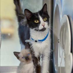 Shelter Stray Female Cat last seen , Memphis, TN 38133