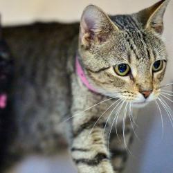 Shelter Stray Female Cat last seen , 2350 Appling City Cove, Memphis, TN 38133, USA