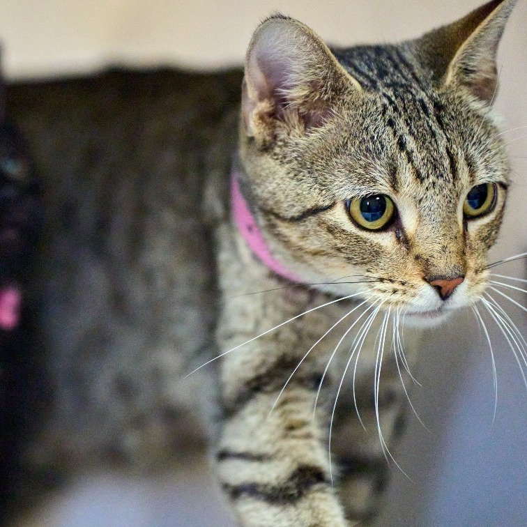 Shelter Stray Female Cat last seen , 2350 Appling City Cove, Memphis, TN 38133, USA