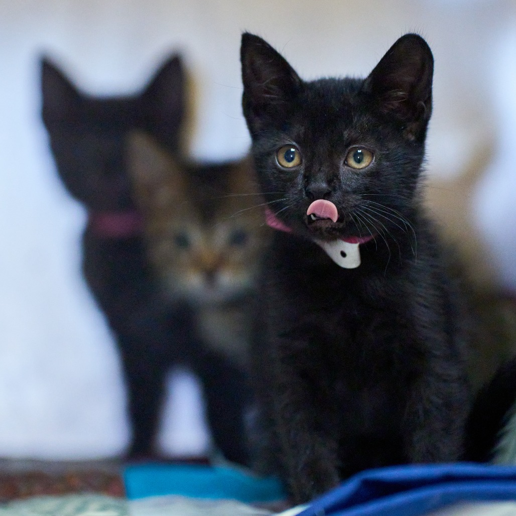Shelter Stray Female Cat last seen , 2350 Appling City Cove, Memphis, TN 38133, USA