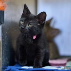 Shelter Stray Female Cat last seen , 2350 Appling City Cove, Memphis, TN 38133, USA