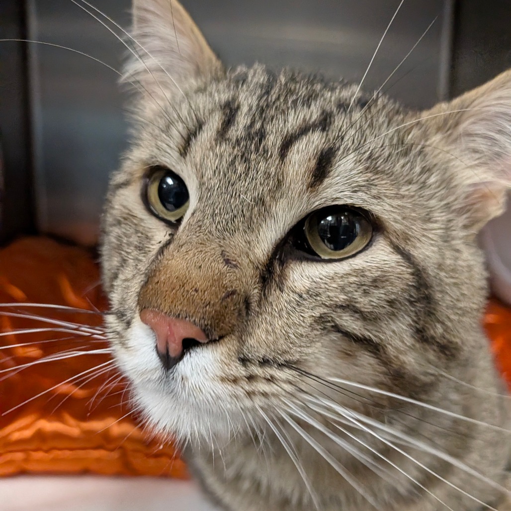 Shelter Stray Male Cat last seen , Cheyenne, WY 82007