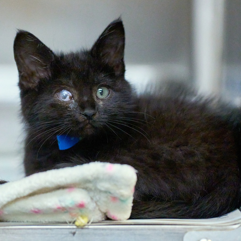 Shelter Stray Male Cat last seen , Memphis, TN 38133