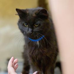 Shelter Stray Male Cat last seen , Memphis, TN 38133