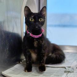 Shelter Stray Female Cat last seen , Memphis, TN 38133