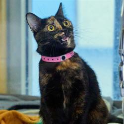 Shelter Stray Female Cat last seen , Memphis, TN 38133