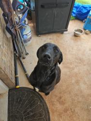Reunited Unknown Dog last seen Penn, charter oak, waterloo, Edmond, OK 73025
