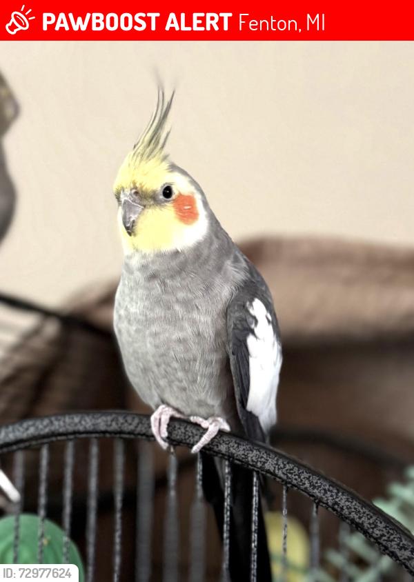 Lost Male Bird last seen Boldrey Dr. by the little lake in the Fenton Orchards subdivision, Fenton, MI 48430