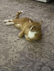 Lost Male Cat last seen Overlook at Lake Louisa Neighborhood, Clermont, FL 34711