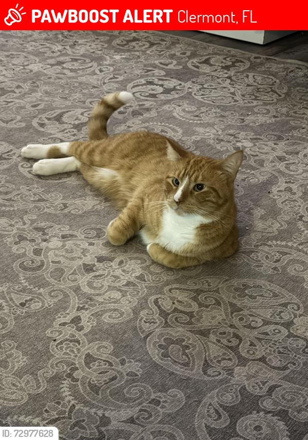 Lost Male Cat last seen Overlook at Lake Louisa Neighborhood, Clermont, FL 34711