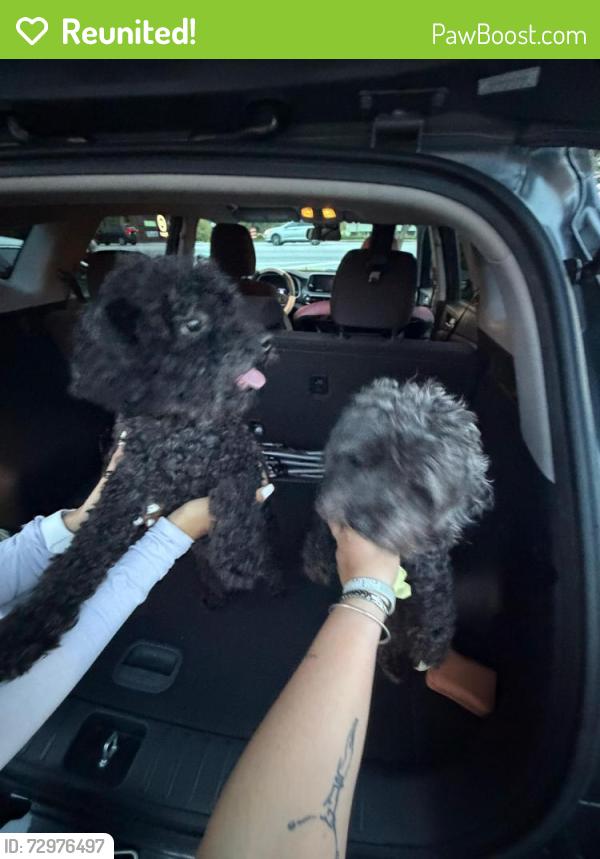 Reunited Male Dog last seen Tribble mill Mark Lawrenceville, Gwinnett County, GA 30045