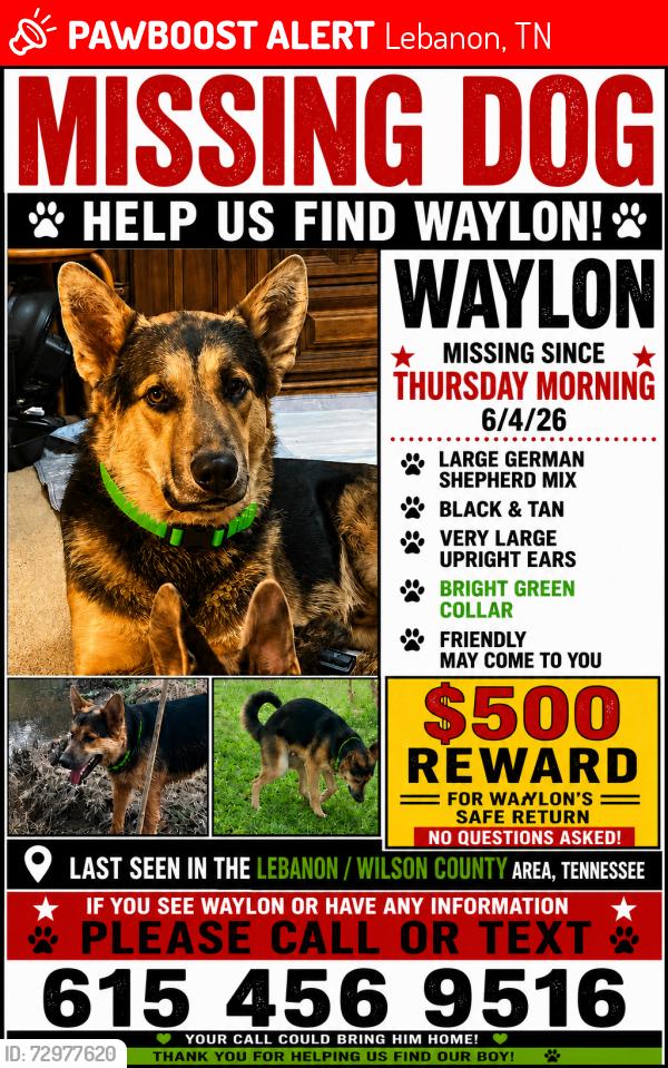 Lost Male Dog last seen Near phillips road Lebanon Tn 37087, Lebanon, TN 37087