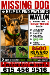 Lost Male Dog last seen Near phillips road Lebanon Tn 37087, Lebanon, TN 37087