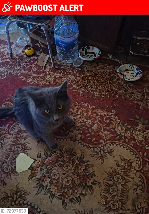 Lost Male Cat last seen Drexel, San Bernardino County, CA 92284