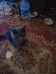 Lost Male Cat last seen Drexel, San Bernardino County, CA 92284