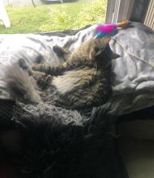 Lost Male Cat last seen Marlyn drive/loudon Rd Latham NY , Latham, NY 12110