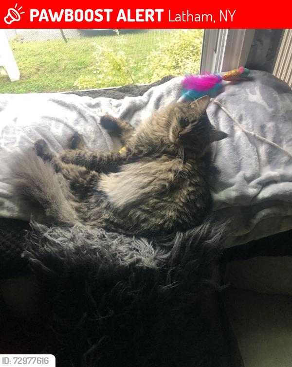 Lost Male Cat last seen Marlyn drive/loudon Rd Latham NY , Latham, NY 12110