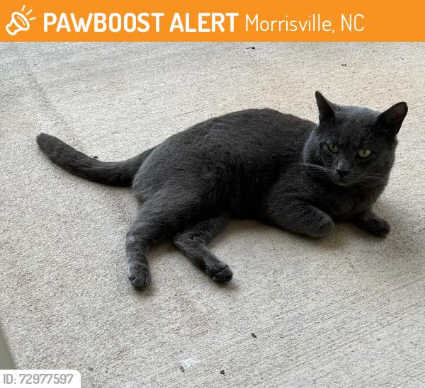 Found/Stray Male Cat last seen Carrington Park Cir, Morrisville, NC 27560