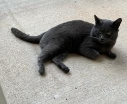 Found/Stray Male Cat last seen Carrington Park Cir, Morrisville, NC 27560