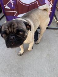 Reunited Male Dog last seen College , Modesto, CA 95350