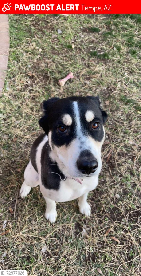 Lost Female Dog last seen 12th place and hardy drive, Tempe, AZ 85281
