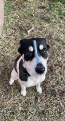 Lost Female Dog last seen 12th place and hardy drive, Tempe, AZ 85281