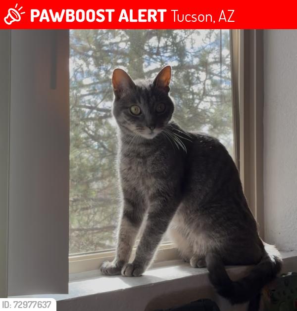 Lost Female Cat last seen Thornydale and Linda Vista, Tucson, AZ 85742
