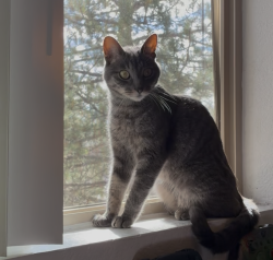 Lost Female Cat last seen Thornydale and Linda Vista, Tucson, AZ 85742