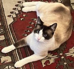 Lost Male Cat last seen Curtis Circle/Bev Barton Road , Sonora, CA 95370