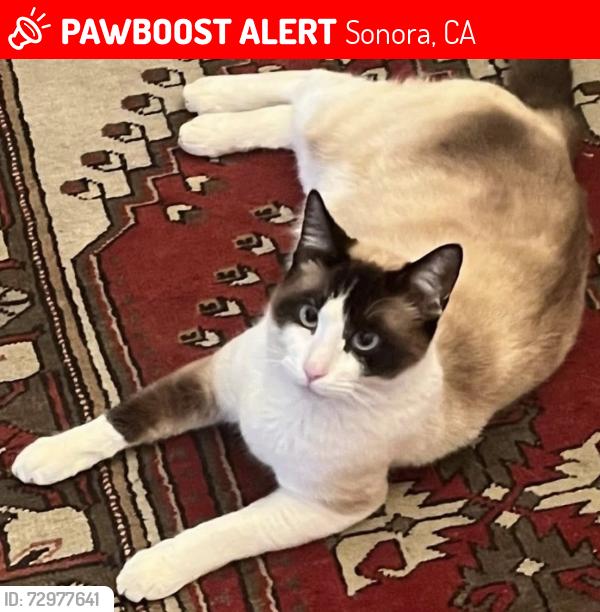 Lost Male Cat last seen Curtis Circle/Bev Barton Road , Sonora, CA 95370