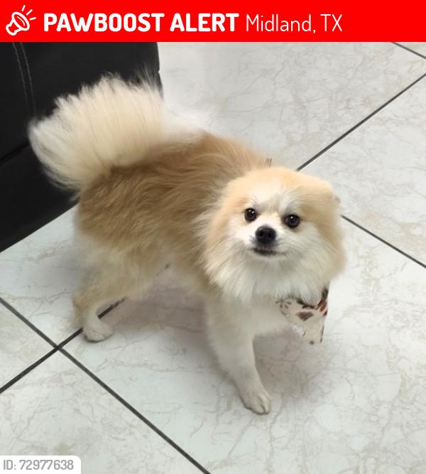 Lost Male Dog last seen Avondale dr midland tx, Midland, TX 79703