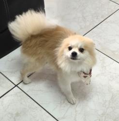 Lost Male Dog last seen Avondale dr midland tx, Midland, TX 79703