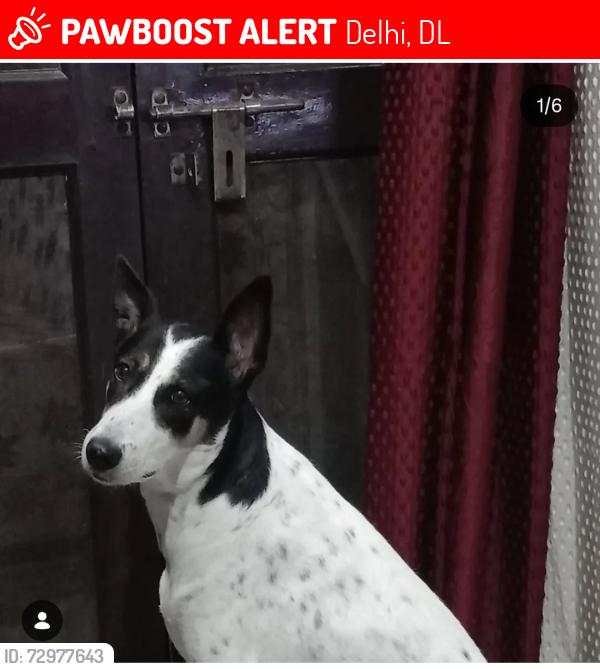 Lost Female Dog last seen Next to a hosp, Delhi, DL 110089