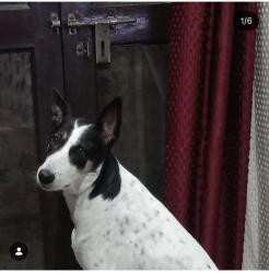 Lost Female Dog last seen Next to a hosp, Delhi, DL 110089
