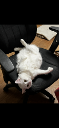 Lost Female Cat last seen Tully , Modesto, CA 95350