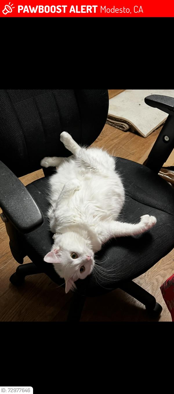 Lost Female Cat last seen Tully , Modesto, CA 95350