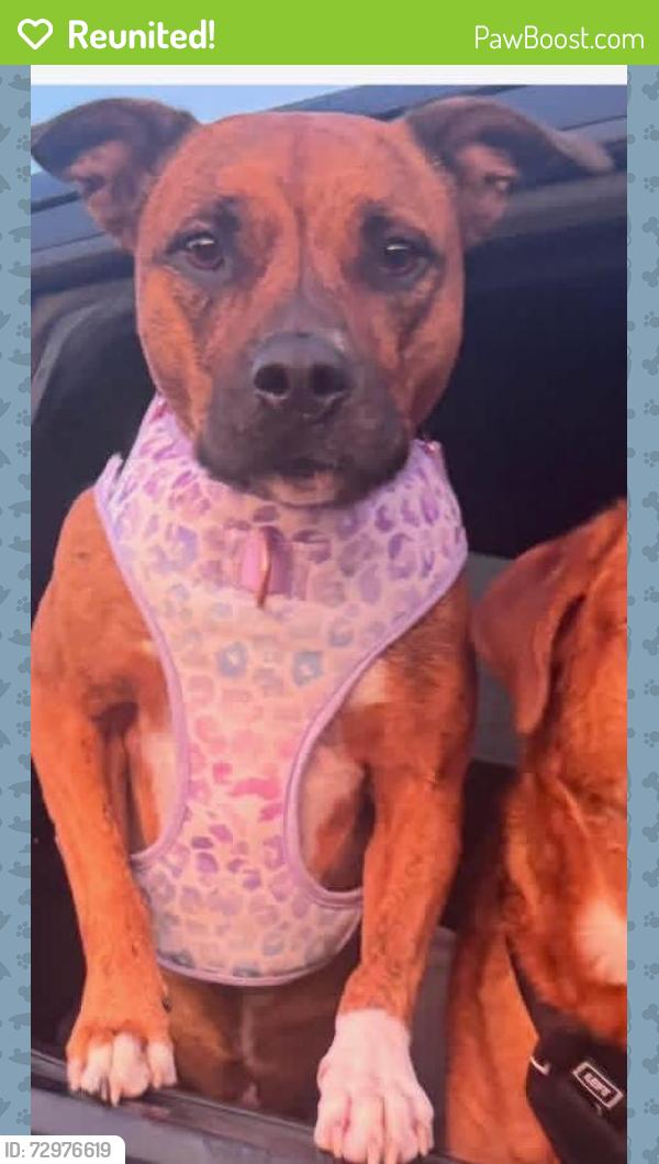 Reunited Female Dog last seen Nw 67th & Drexel, Oklahoma City, OK 73116