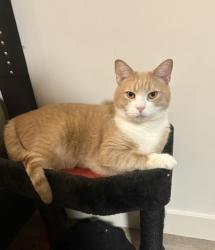 Reunited Male Cat last seen Garage at 108 lopes ave, Burlington, VT 05408