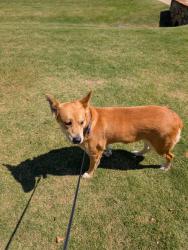 Found/Stray Unknown Other last seen Found on Vinson Road in Clayton, in front of The Knolls of The Neuse subdivision., Clayton, NC 27527