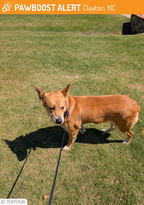 Found/Stray Unknown Other last seen Found on Vinson Road in Clayton, in front of The Knolls of The Neuse subdivision., Clayton, NC 27527
