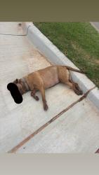 Found/Stray Female Dog last seen Corner of Springhollow Rd off of Hefner Rd, Oklahoma City, OK 73120