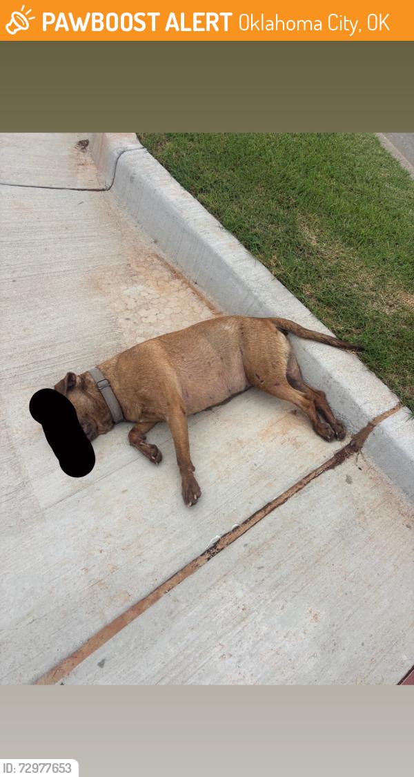 Found/Stray Female Dog last seen Corner of Springhollow Rd off of Hefner Rd, Oklahoma City, OK 73120