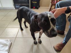 Found/Stray Female Dog last seen Near & Forest Glen, Montgomery County, TX 77873