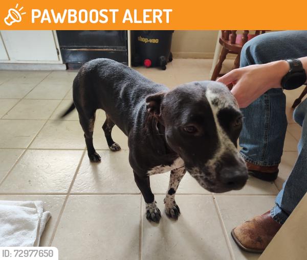 Found/Stray Female Dog last seen Near & Forest Glen, Montgomery County, TX 77873