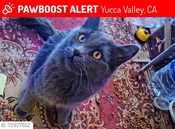 Lost Male Cat last seen Drexel, Yucca Valley, CA 92284