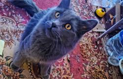 Lost Male Cat last seen Drexel, Yucca Valley, CA 92284