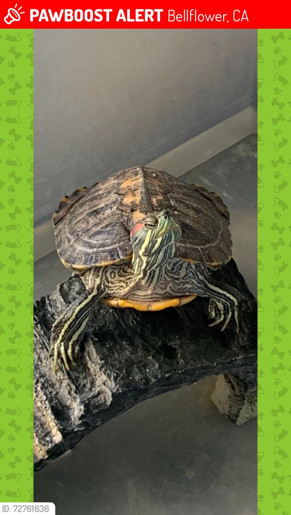 Lost Male Reptile last seen Steven’s, Bellflower, CA 90706
