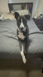 Lost Male Dog last seen East market or McConnell , Greensboro, NC 27401